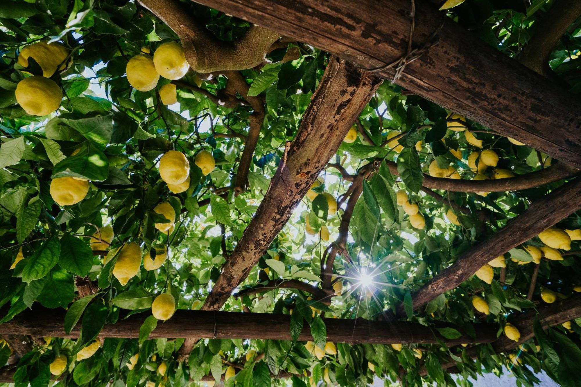 Appartement Il Giardino Dei Limoni à Polvica Extérieur photo
